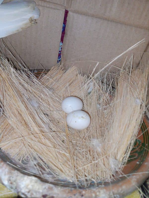 multani sherazi pair with 2 eggs 4