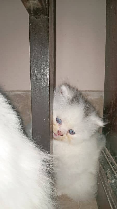 persian  kitten 3