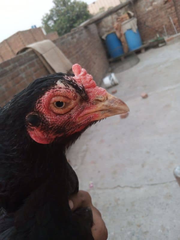 aseel black murgi for sale 0