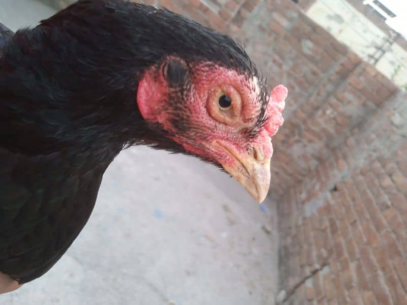 aseel black murgi for sale 1