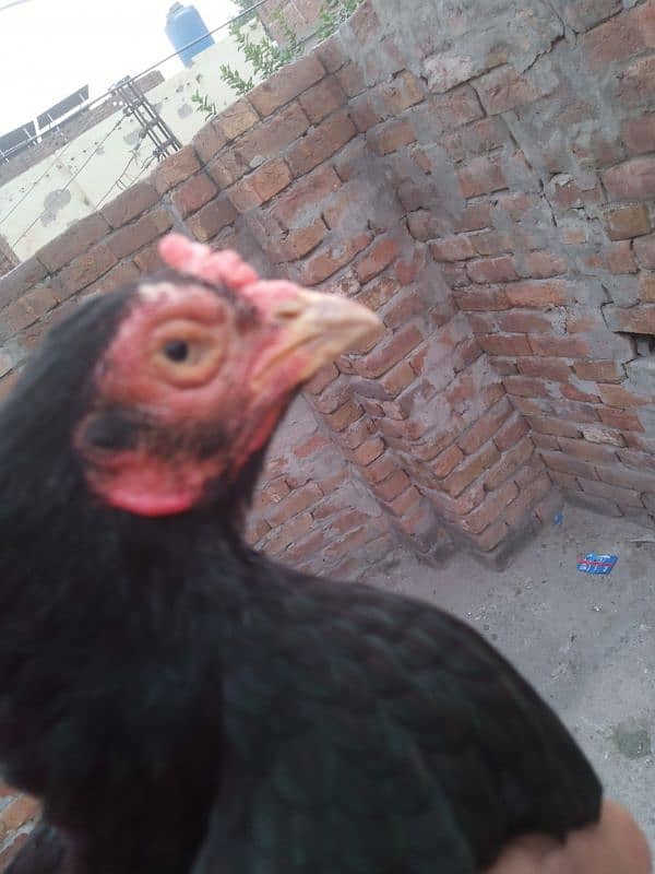 aseel black murgi for sale 2