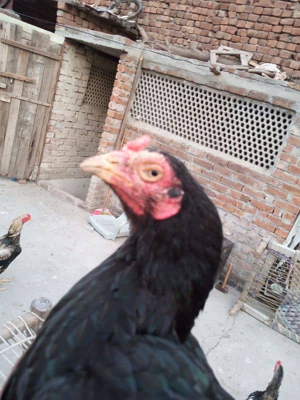 aseel black murgi for sale 3