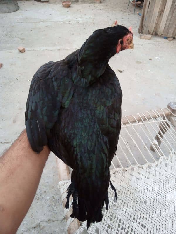 aseel black murgi for sale 4