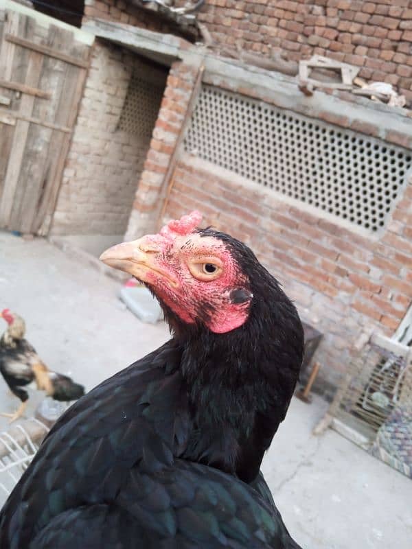 aseel black murgi for sale 5