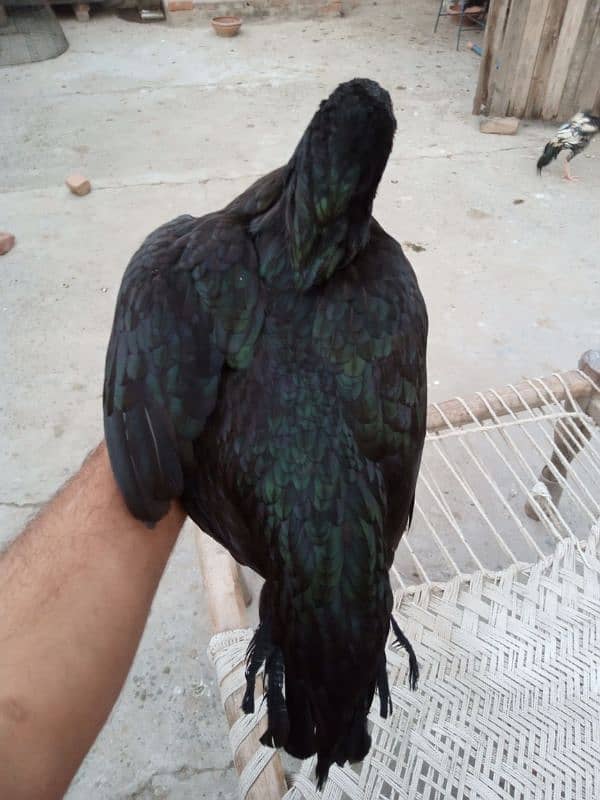 aseel black murgi for sale 6