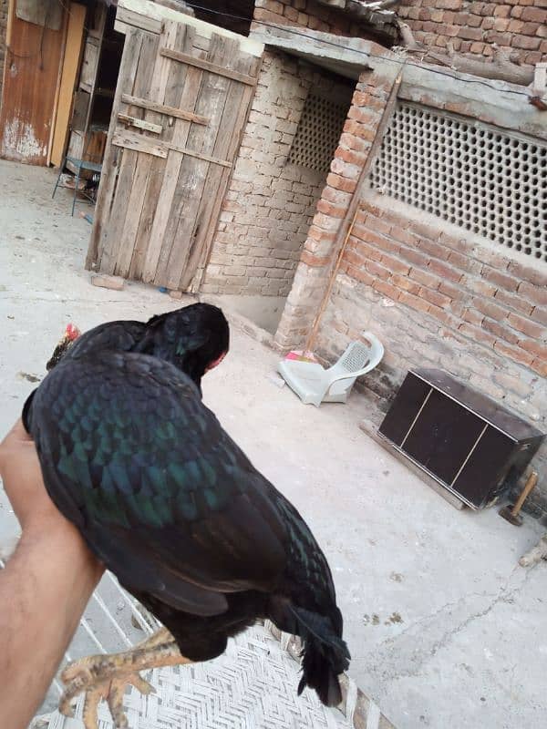 aseel black murgi for sale 7