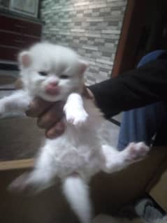 white persion kitten  beautiful  8 days only