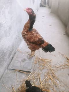 aseel female for sale in lahore