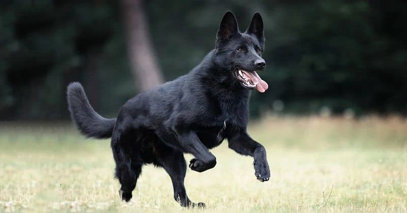 black shepherd 1