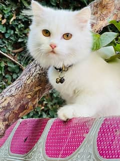 White Persian kitten