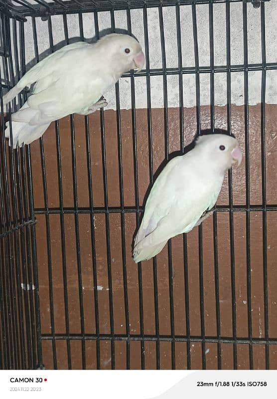 love birds sale offer 3