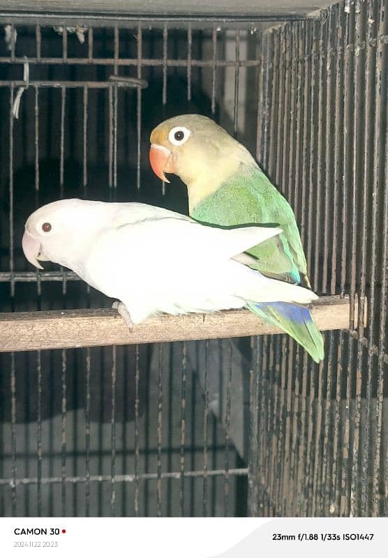 love birds sale offer 4