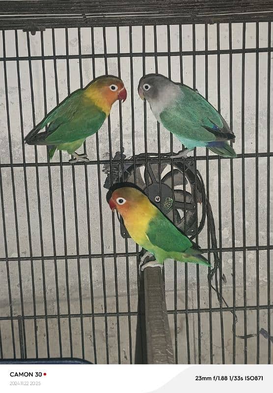 love birds sale offer 6