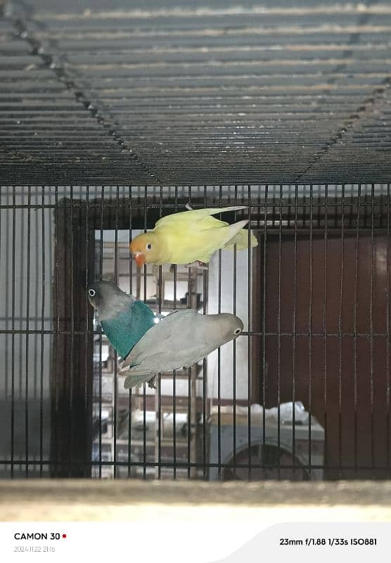 love birds sale offer 9