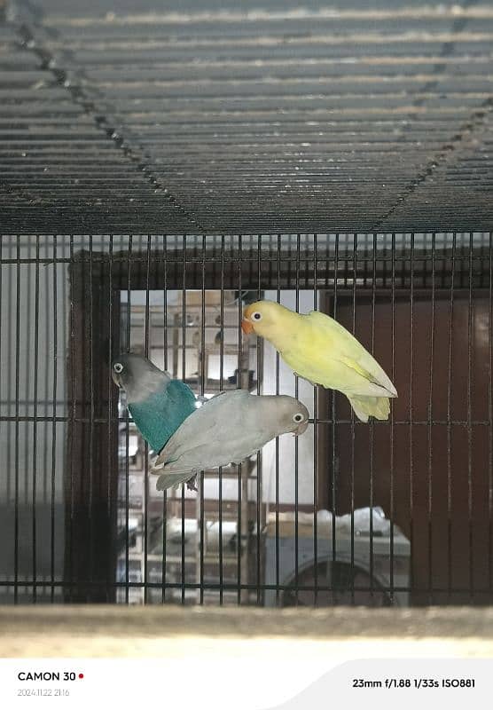 love birds sale offer 10