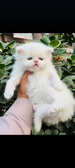 Persian Kitten Available For Sale