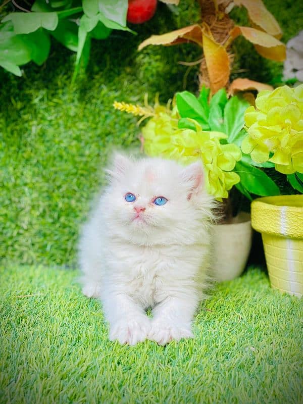 Persian Kitten Available For Sale 1