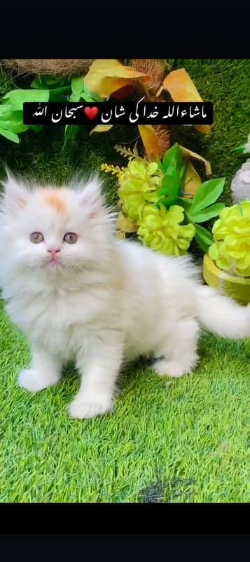 Persian Kitten Available For Sale 2