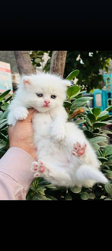 Persian Kitten Available For Sale 4