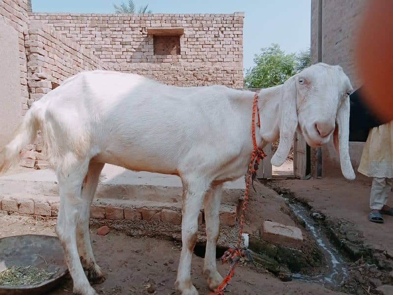 Rajanpuri pink goat 1 month pregnant for sale 0