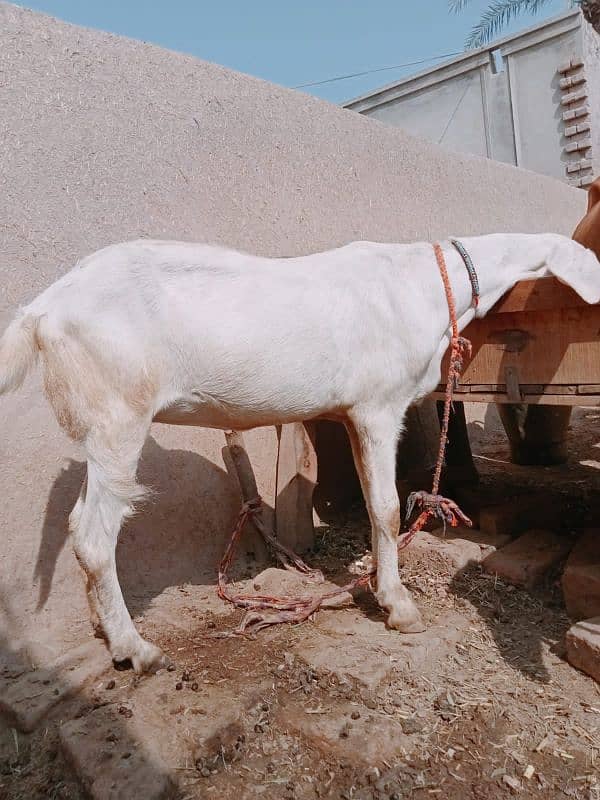 Rajanpuri pink goat 1 month pregnant for sale 1