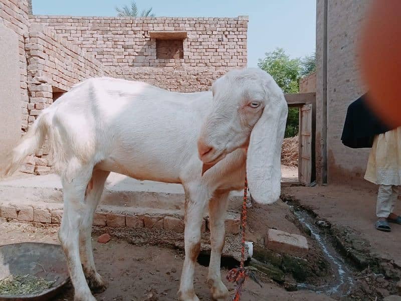 Rajanpuri pink goat 1 month pregnant for sale 2