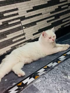 Doll face persian cat Triple coat