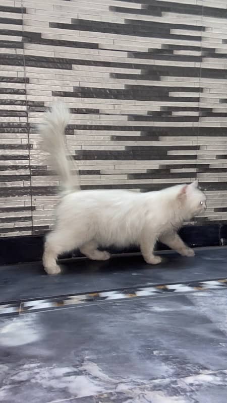 Doll face persian cat Triple coat 1