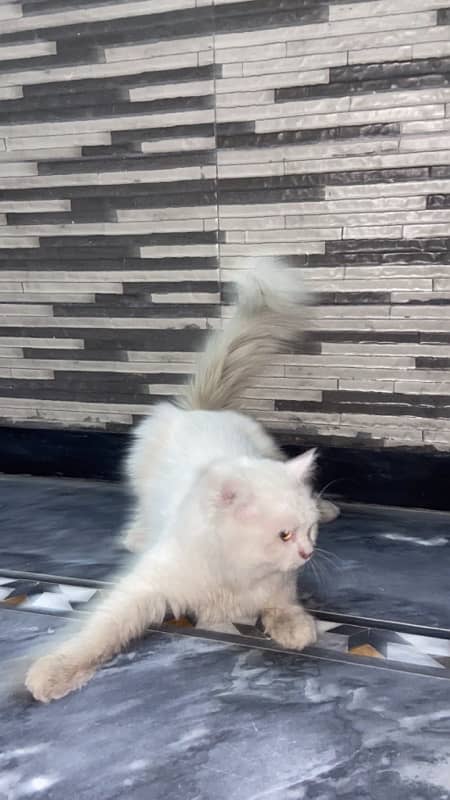 Doll face persian cat Triple coat 3