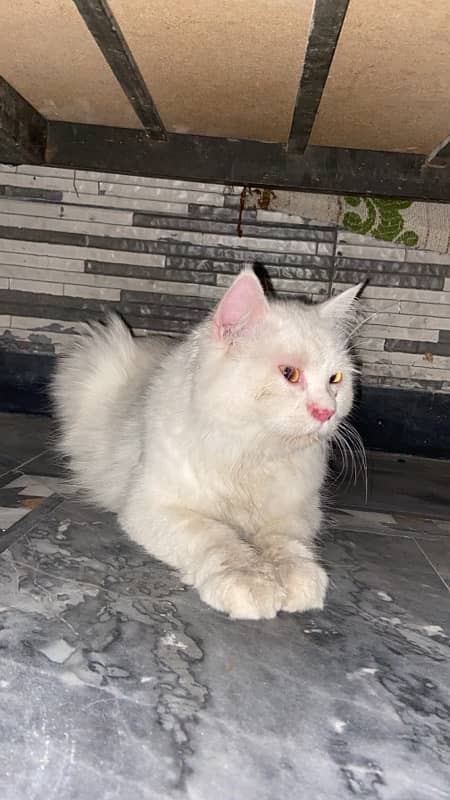 Doll face persian cat Triple coat 5