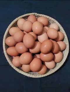 desii eggs pure organic . available hain 03091416118 whtss app number