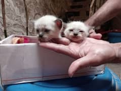 Himalayan Siamese kittens