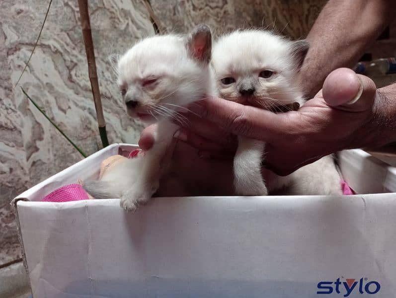 Himalayan Siamese kittens 1