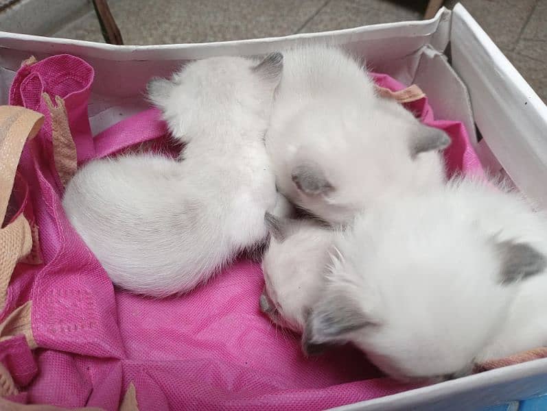 Himalayan Siamese kittens 2