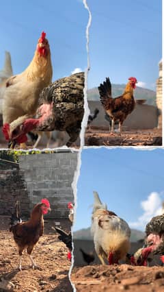 Golden Misri Egg-Laying Hens for Sale | Organic Poultry in Islamabad