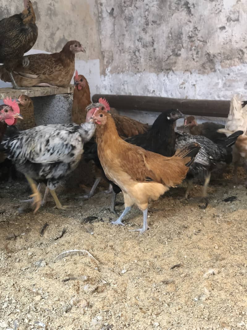 Golden Misri Egg-Laying Hens for Sale | Organic Poultry in Islamabad 1