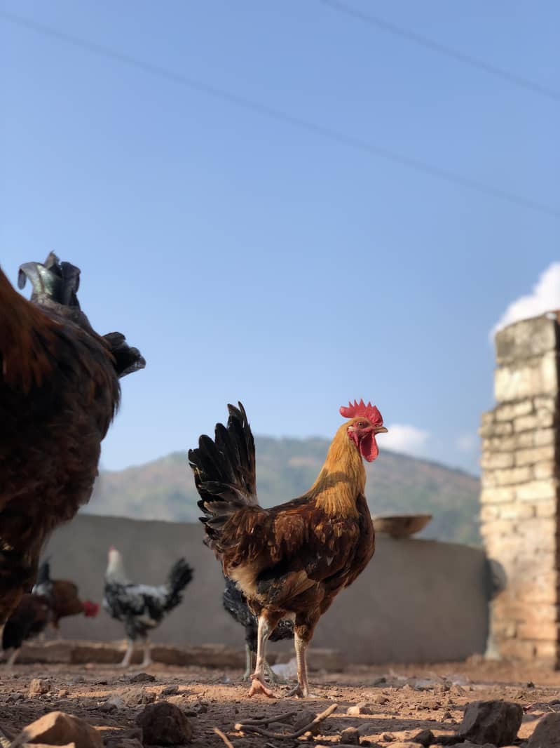 Golden Misri Egg-Laying Hens for Sale | Organic Poultry in Islamabad 2