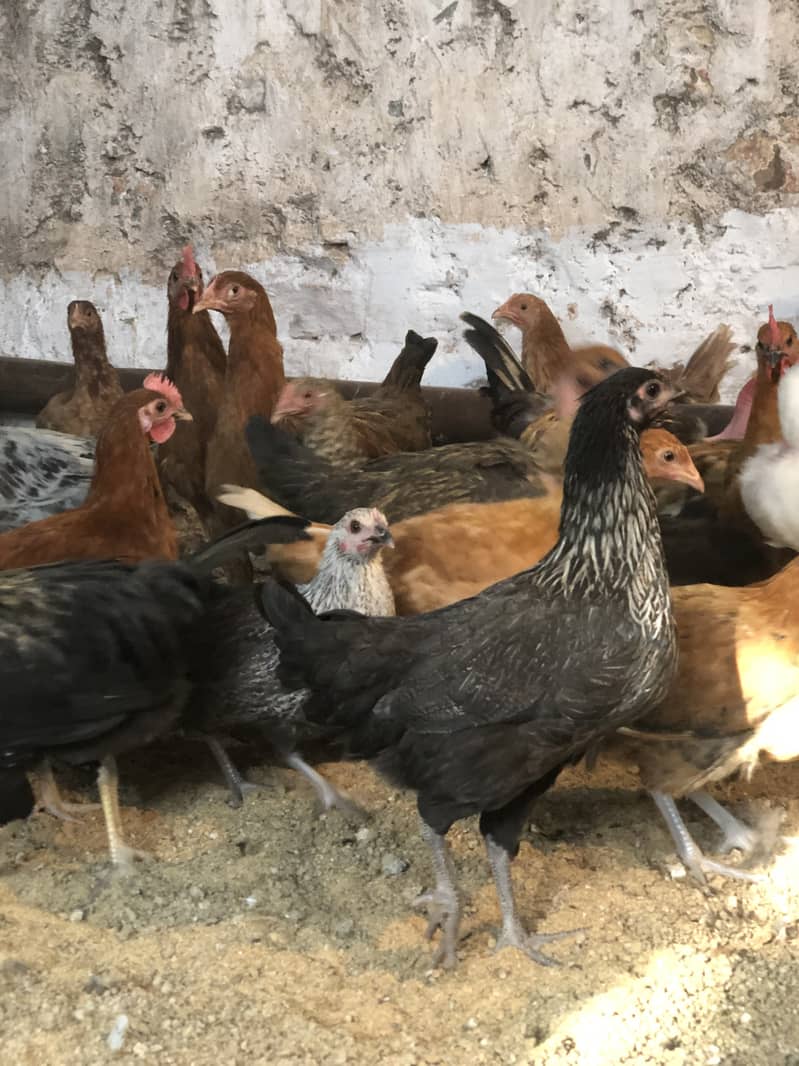 Golden Misri Egg-Laying Hens for Sale | Organic Poultry in Islamabad 3