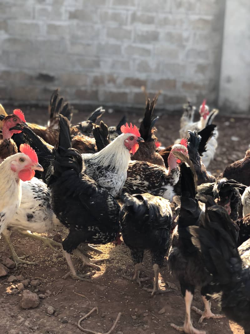 Golden Misri Egg-Laying Hens for Sale | Organic Poultry in Islamabad 4