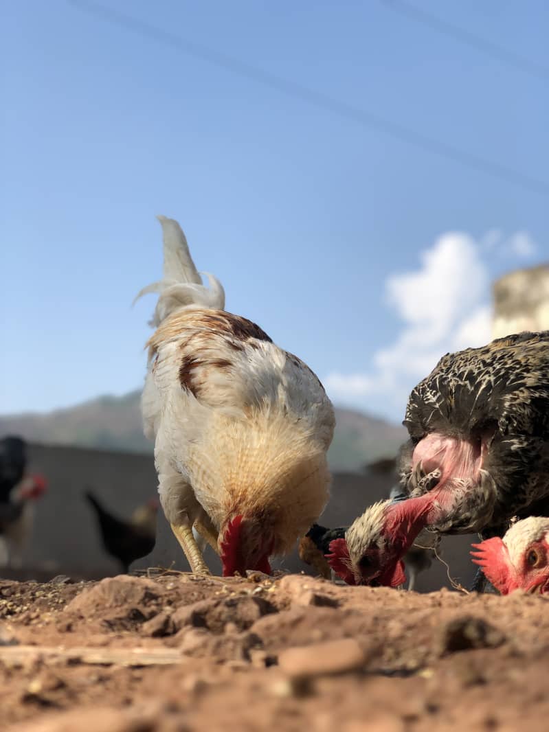 Golden Misri Egg-Laying Hens for Sale | Organic Poultry in Islamabad 5