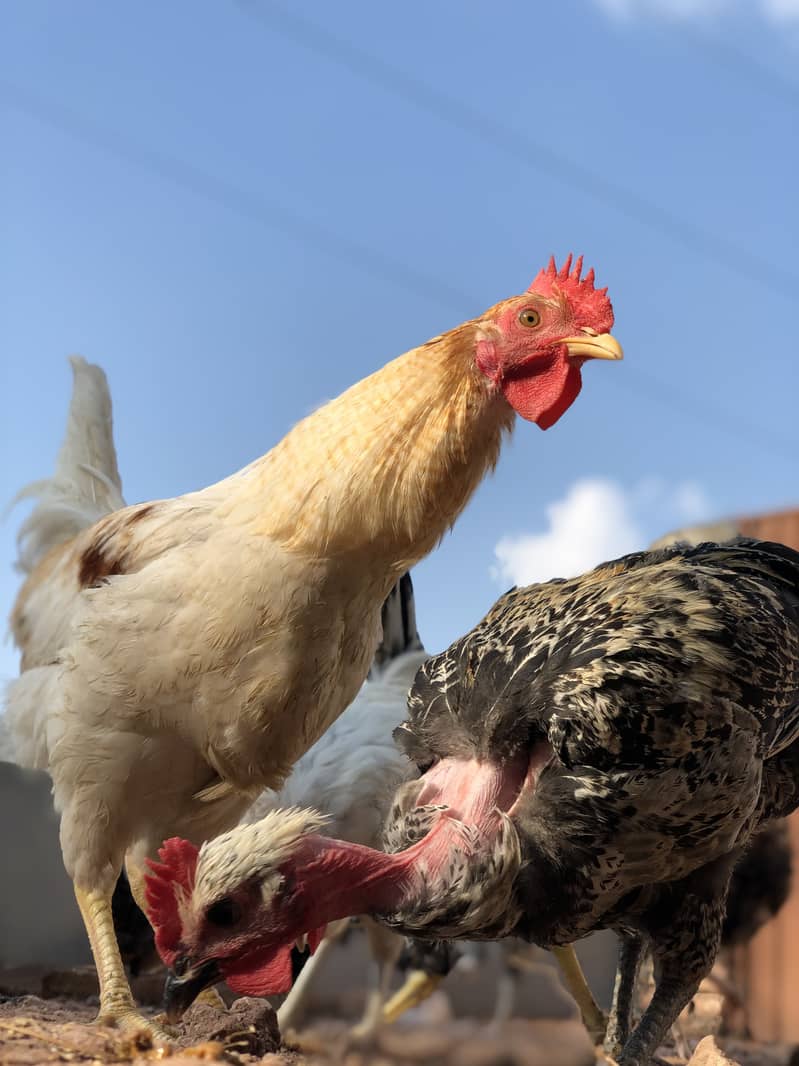 Golden Misri Egg-Laying Hens for Sale | Organic Poultry in Islamabad 6