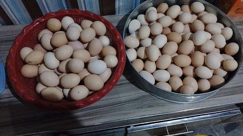 PURE DESI EGGS 0