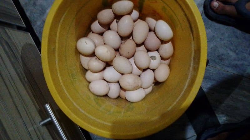 PURE DESI EGGS 1