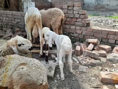 selling fresh goat meat 2000 pr kg 03332317518