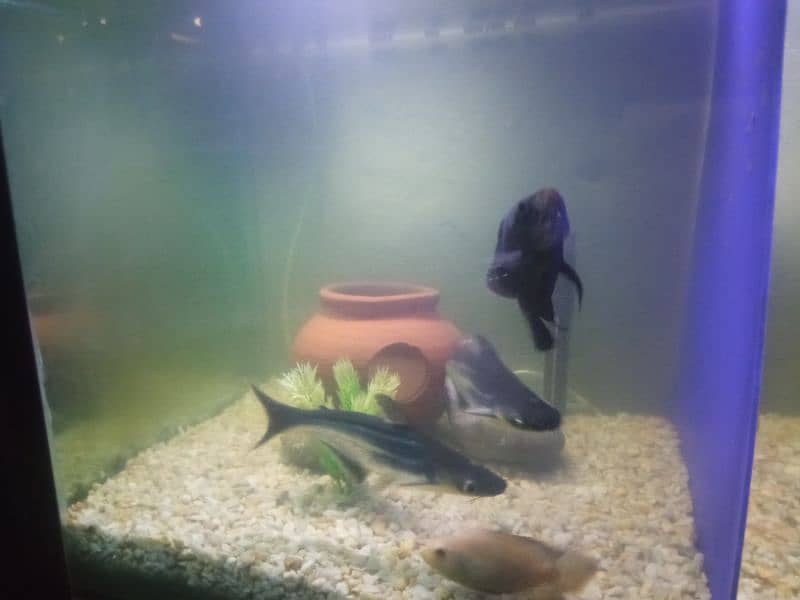 fish Oscar. and shark 0