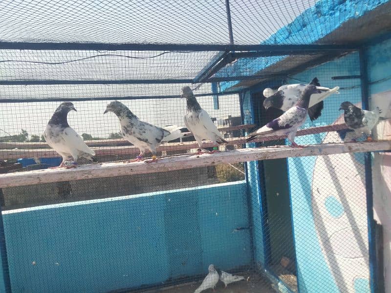 pigeon for sale 0