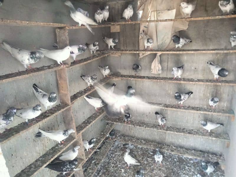 pigeon for sale 2