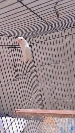 albino male red eyes love  bird