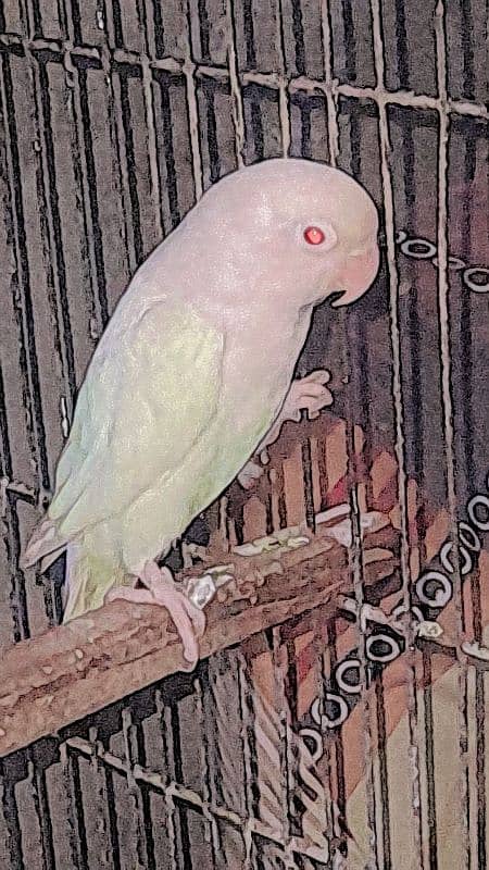 albino male red eyes love  bird 1