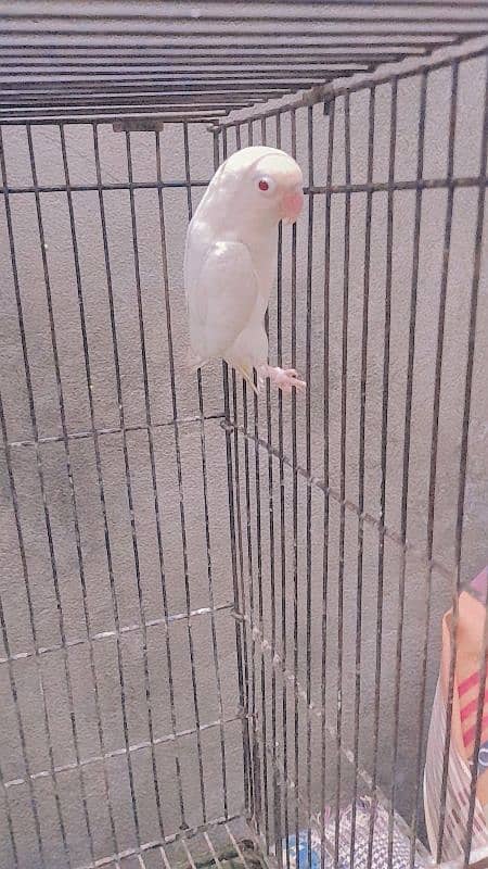 albino male red eyes love  bird 2